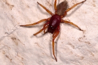 La Dysdre arme. Une femelle Araigne (Araneae - Dysderidae - Dysdera crocata)